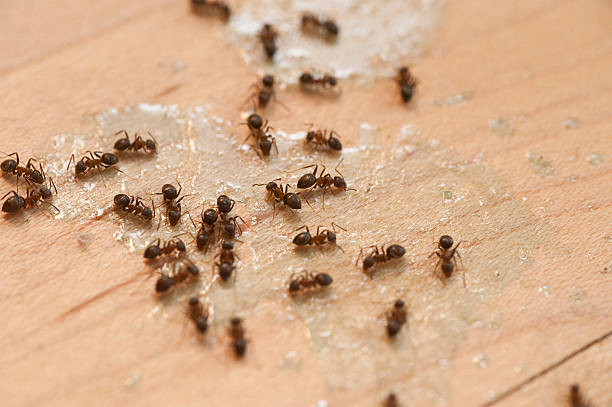 Best Wildlife Control Services  in Averill Park, NY